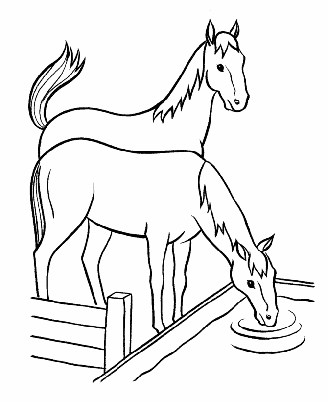 Раскраска Лошадь пьет воду