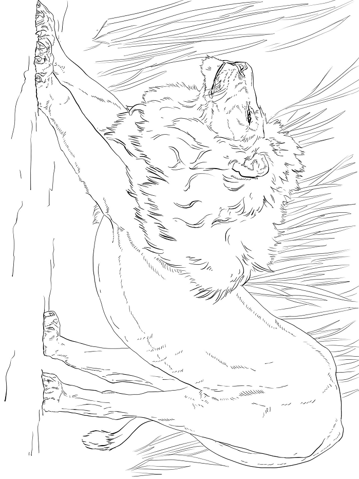 Раскраска Мужской лев растяжения