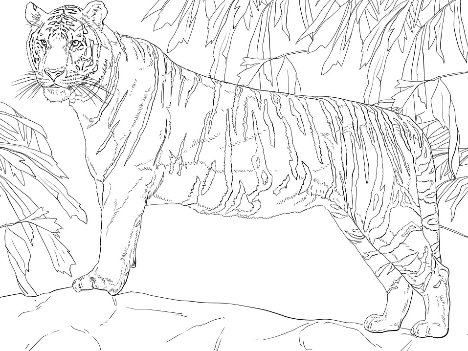 Раскраска Бенгальский тигр