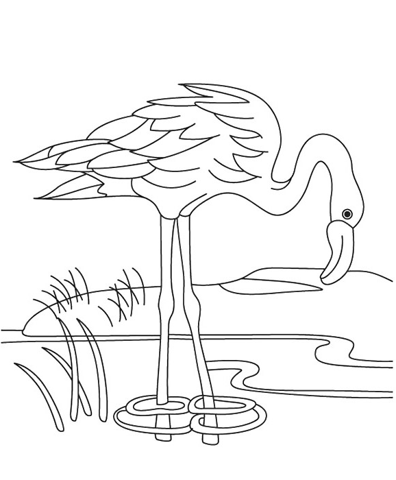 Раскраска Фламинго