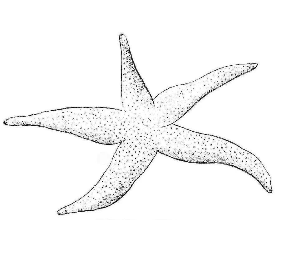 Раскраска морская звезда 1