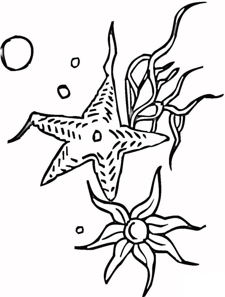 Раскраска морская звезда 10
