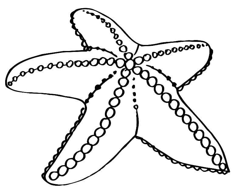 Раскраска морская звезда 11