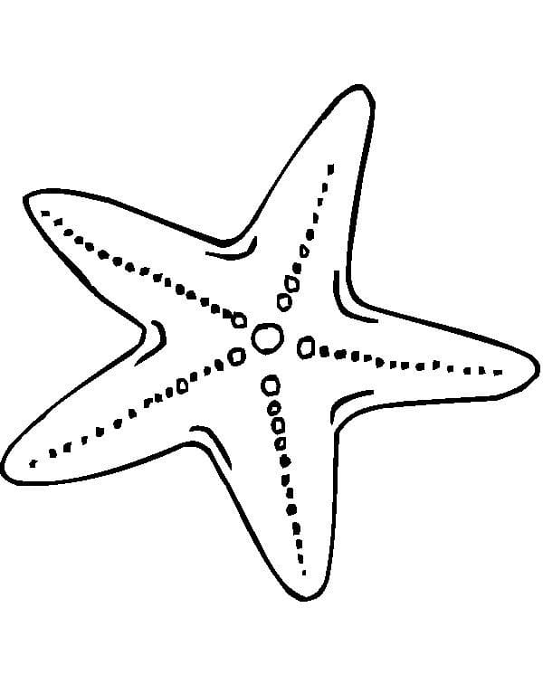 Раскраска морская звезда 14