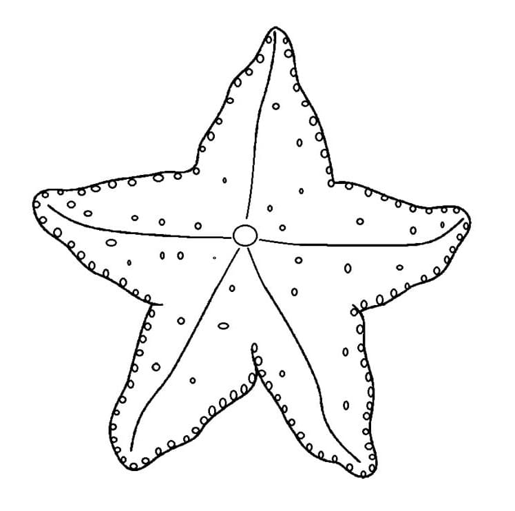 Раскраска Раскраски морская звезда