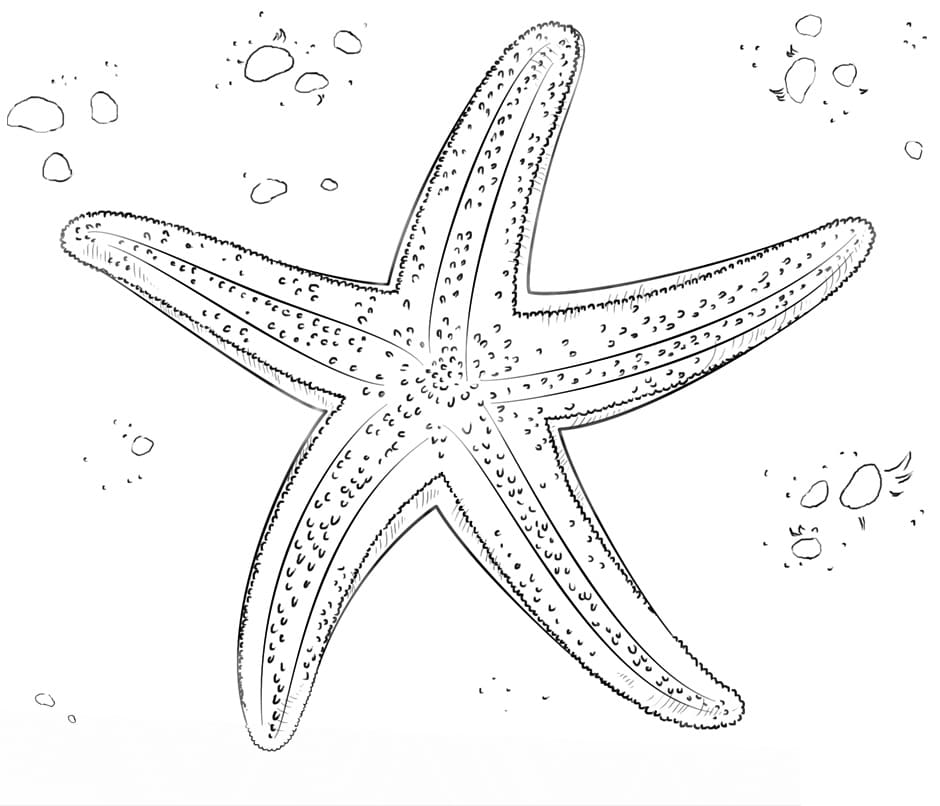 Раскраска морская звезда 9