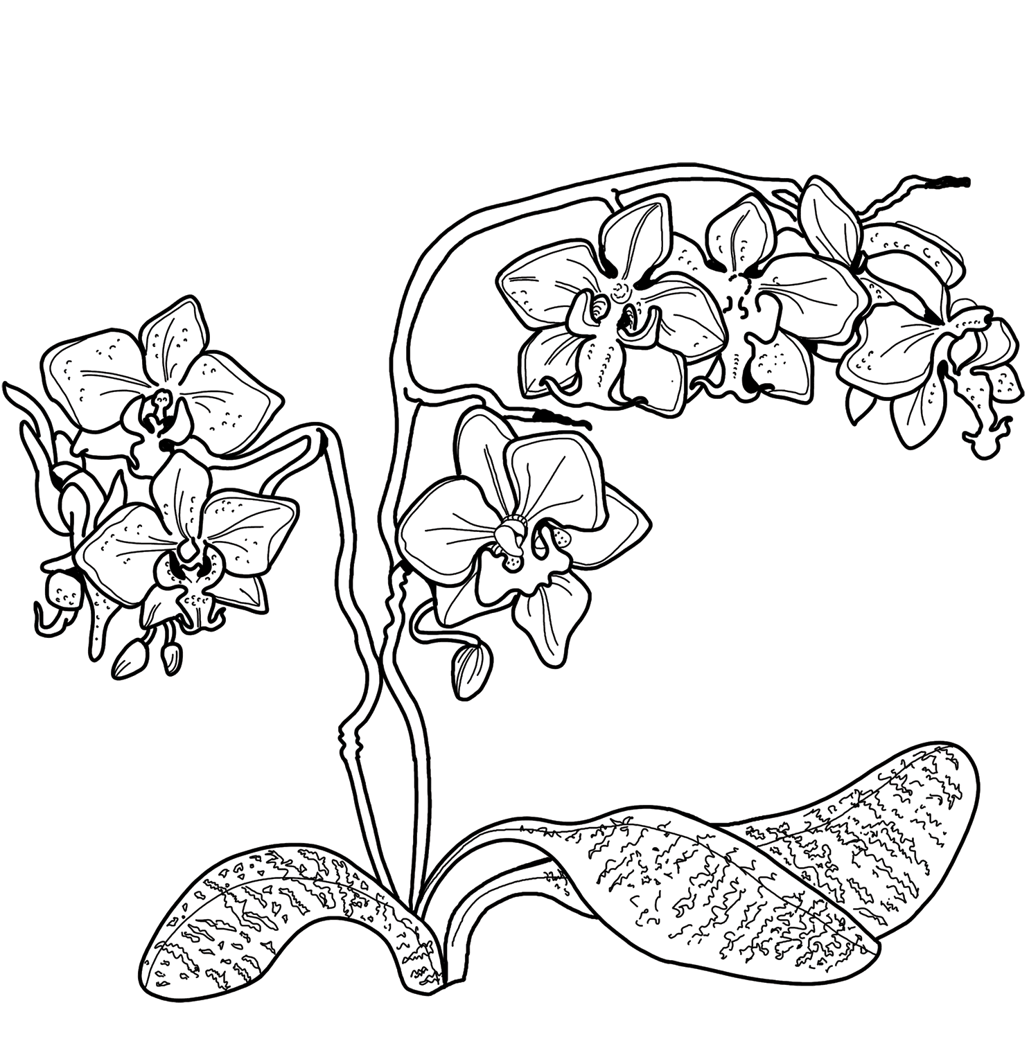 Раскраска Орхидные