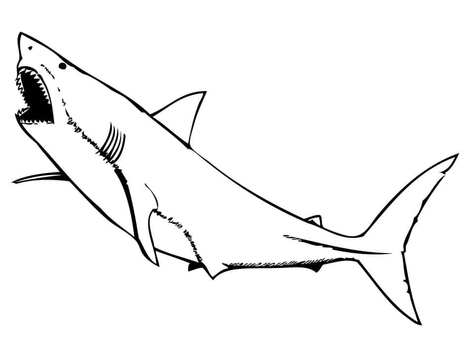 Раскраска Акула 1