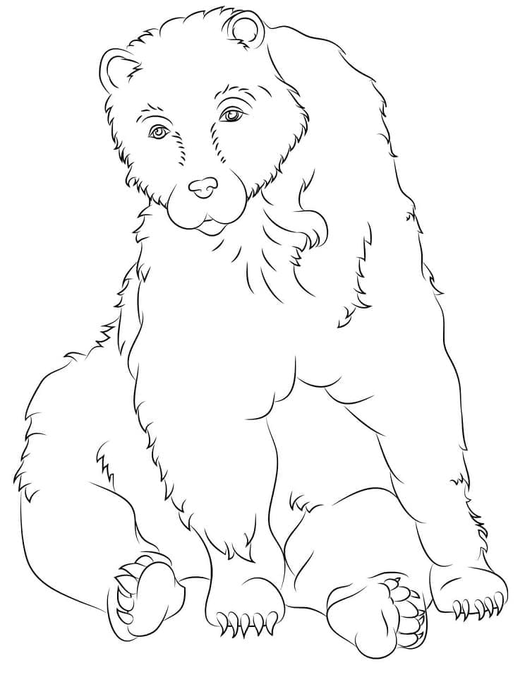 Раскраска Бурый медведь 11