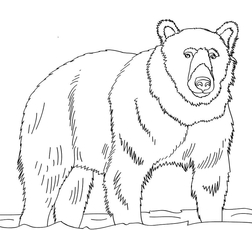 Раскраска Бурый медведь 16
