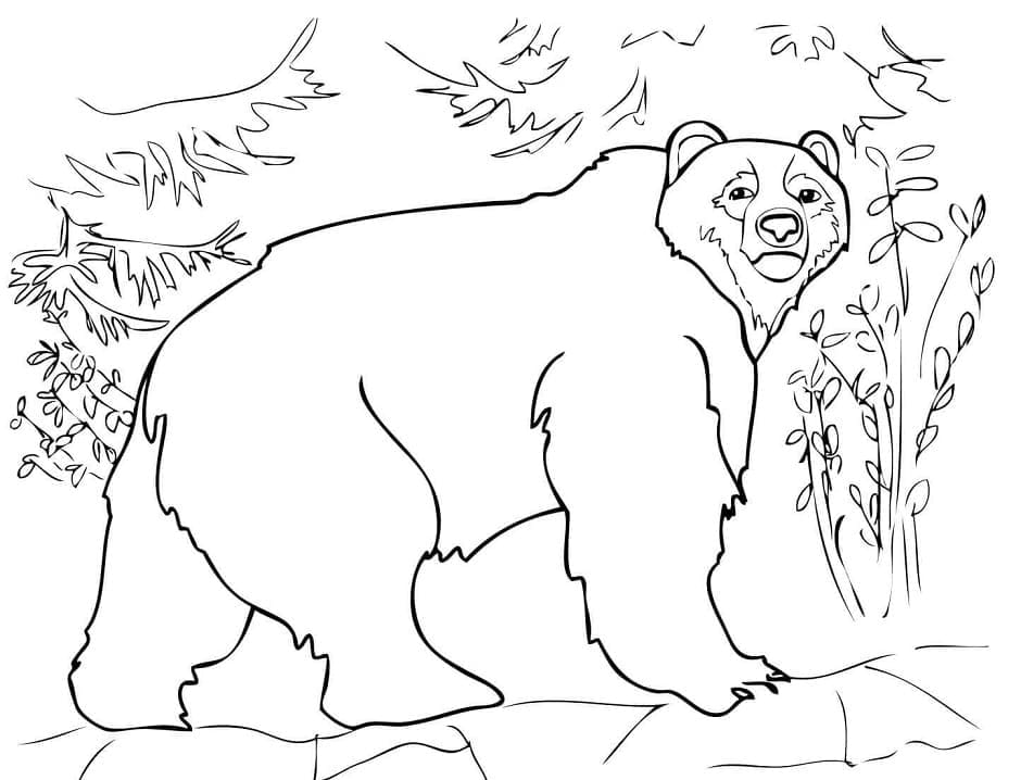 Раскраска Раскраски Медведь