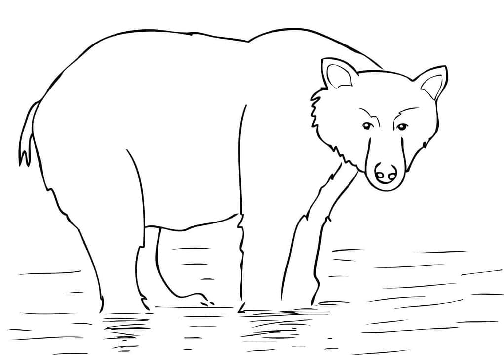 Раскраска Бурый медведь 18