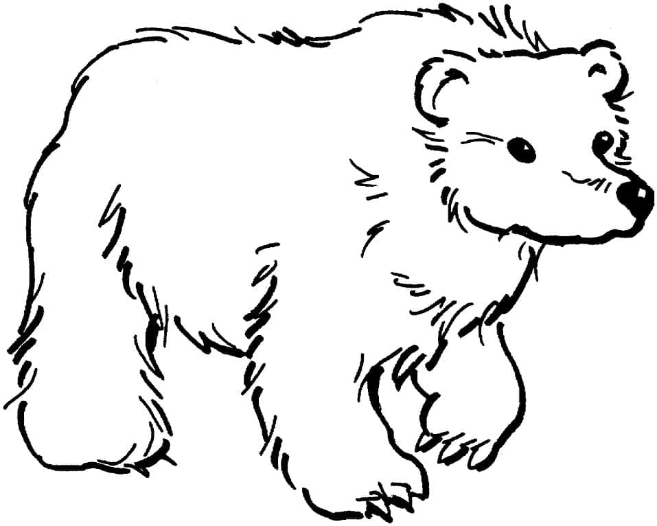 Раскраска Бурый медведь 21