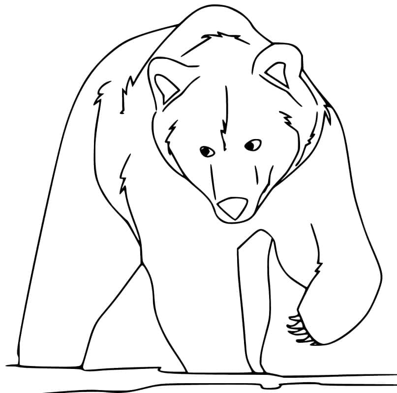 Раскраска Бурый медведь 5