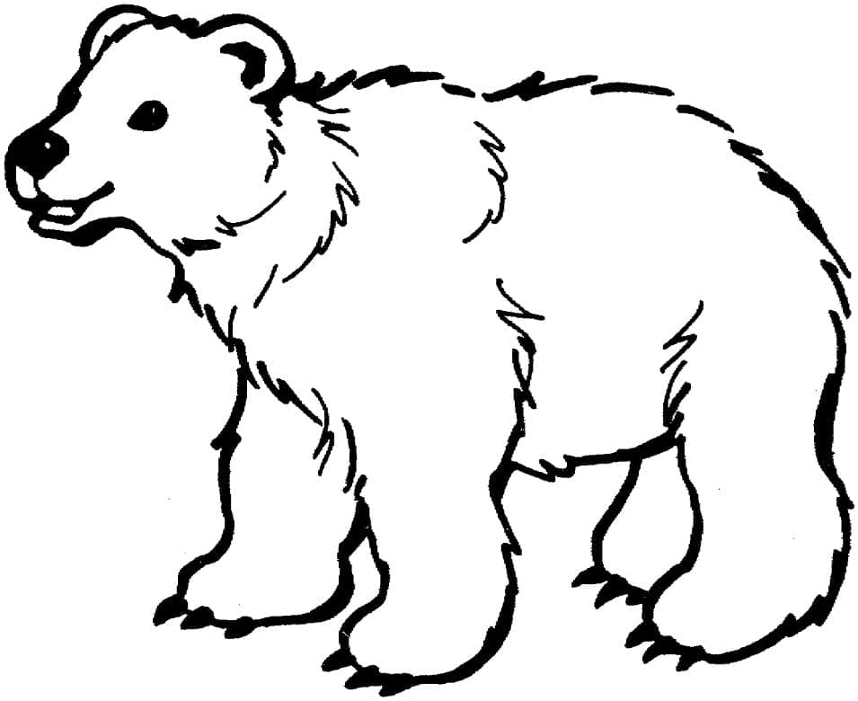 Раскраска Бурый медведь 7