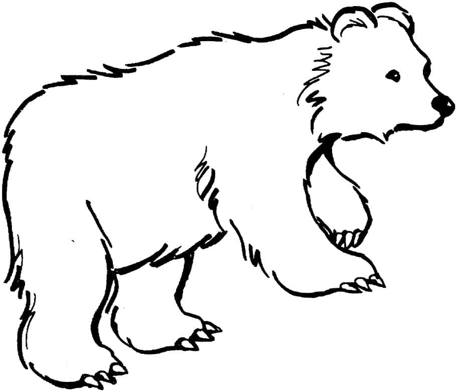 Раскраска Бурый медведь 8