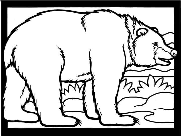 Раскраска Бурый медведь 9