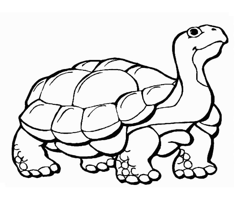 Раскраска Черепаха 1