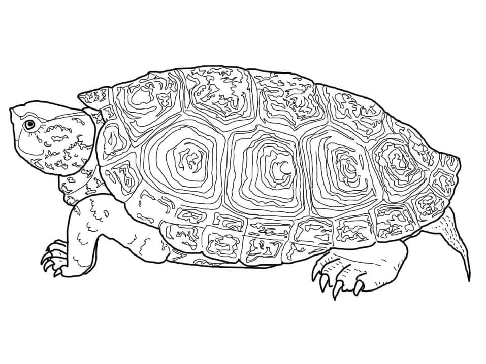 Раскраска Черепаха 14