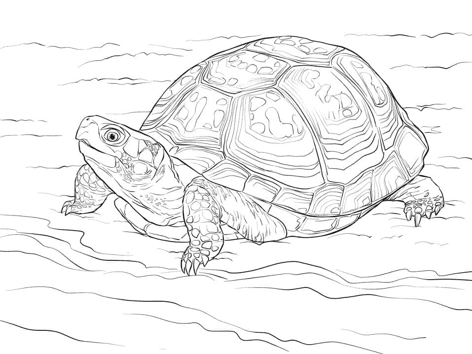 Раскраска Черепаха 15