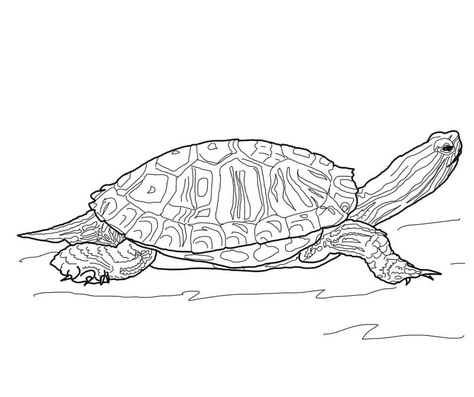 Раскраска Черепаха 17