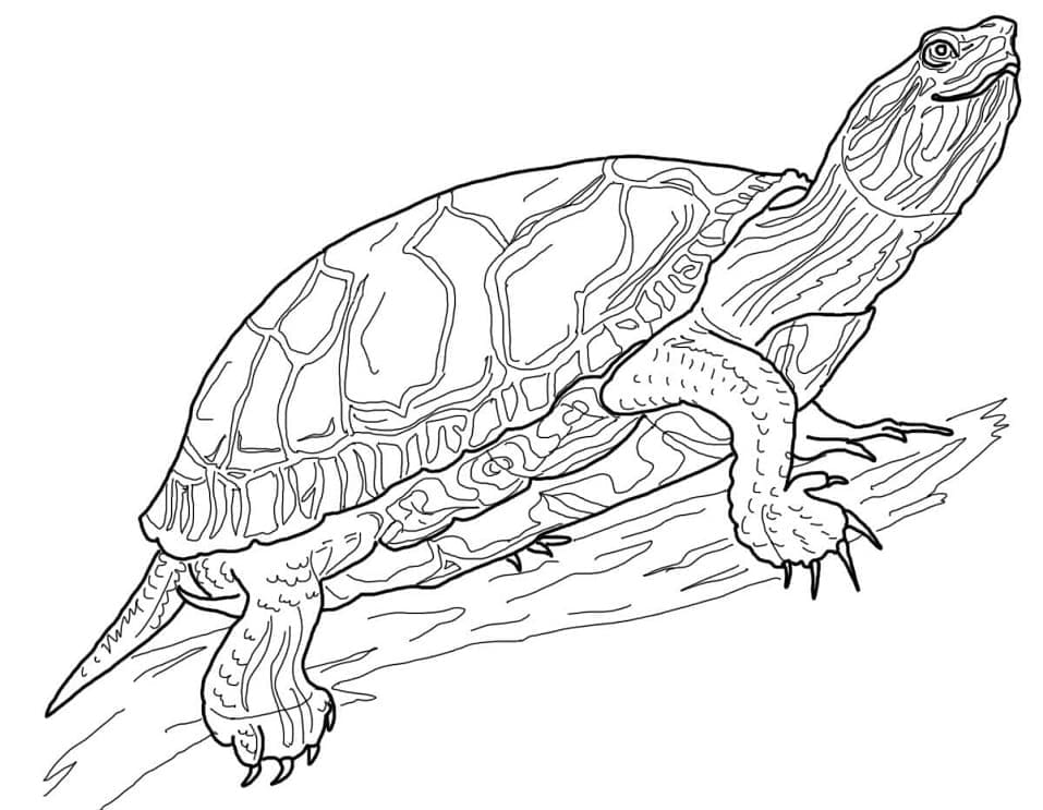 Раскраска Черепаха 18