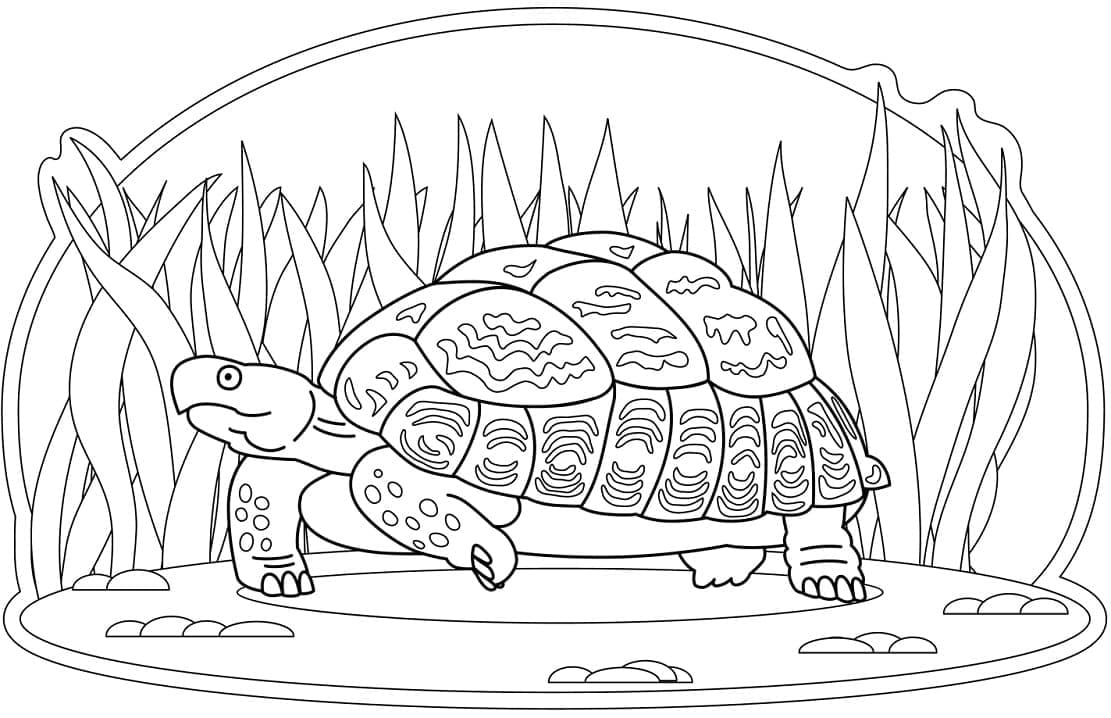 Раскраска Черепаха