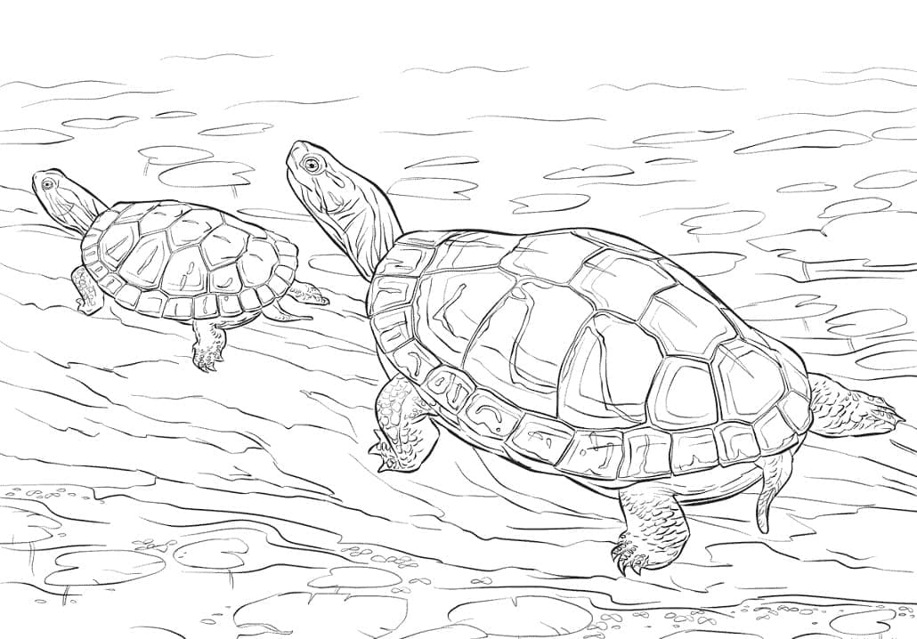 Раскраска Черепаха 23