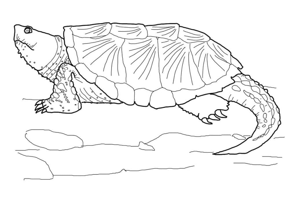 Раскраска Черепаха 6