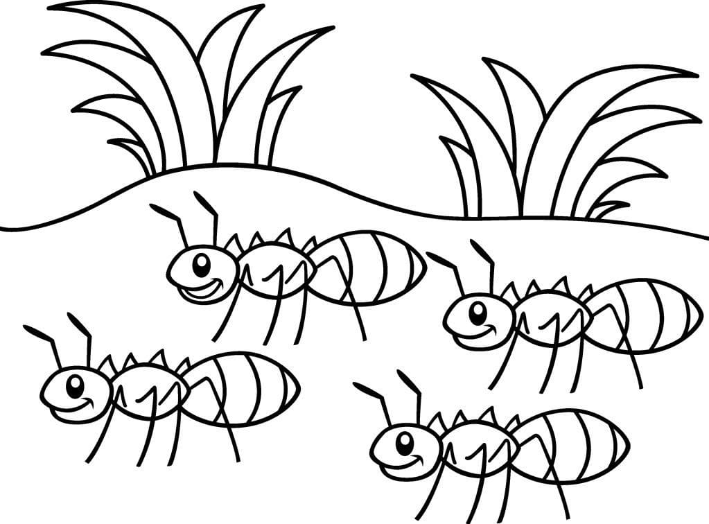 Раскраска Четыре муравья