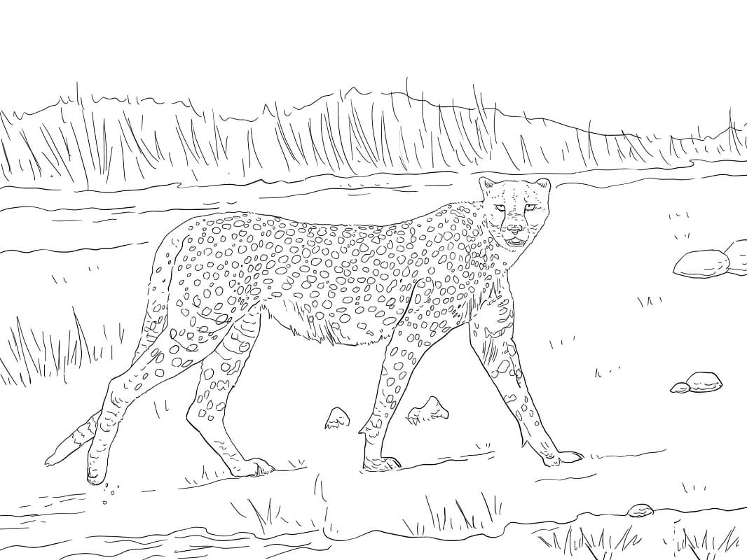 Раскраска дикий гепард 1