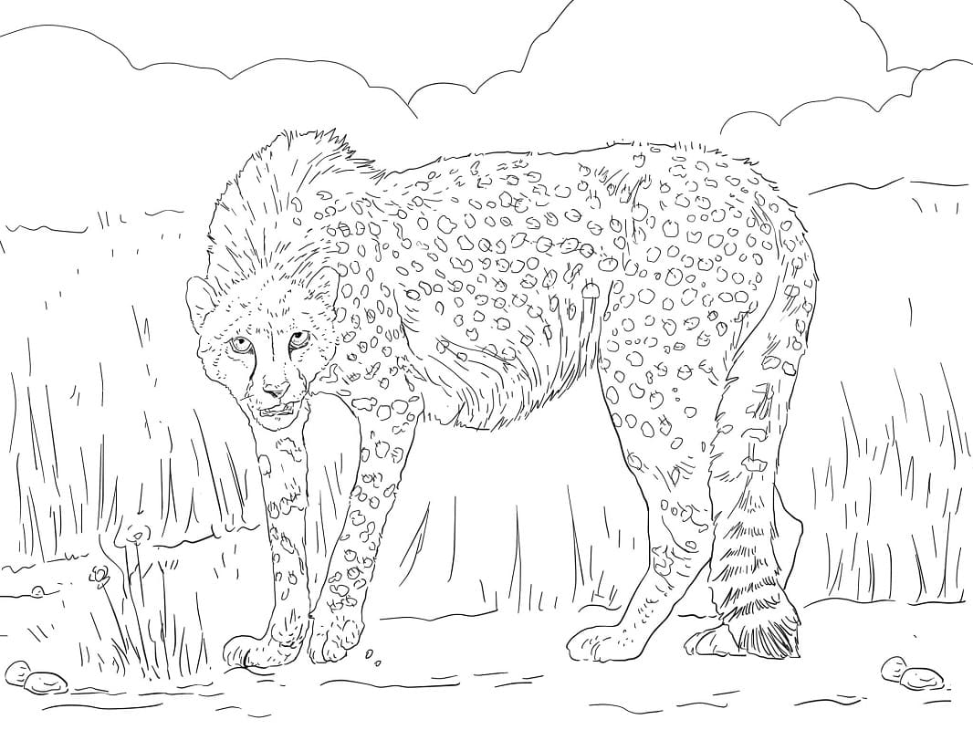 Раскраска дикий гепард 3