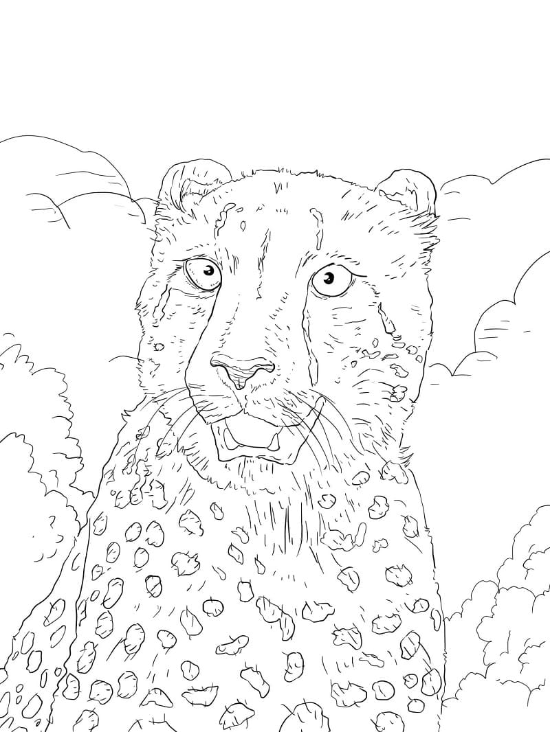 Рисунки ;гепард для раскрашивания сложные