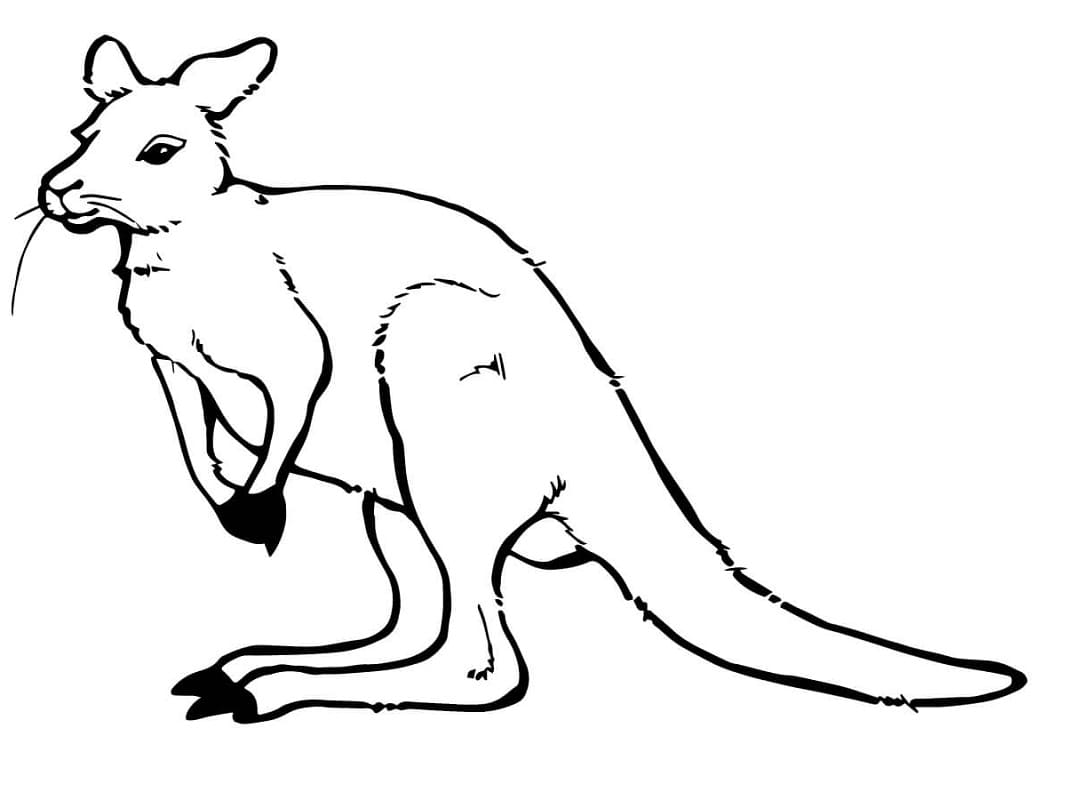 Раскраска дикий кенгуру 1