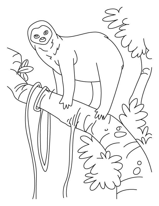 Раскраска дикий ленивец 2