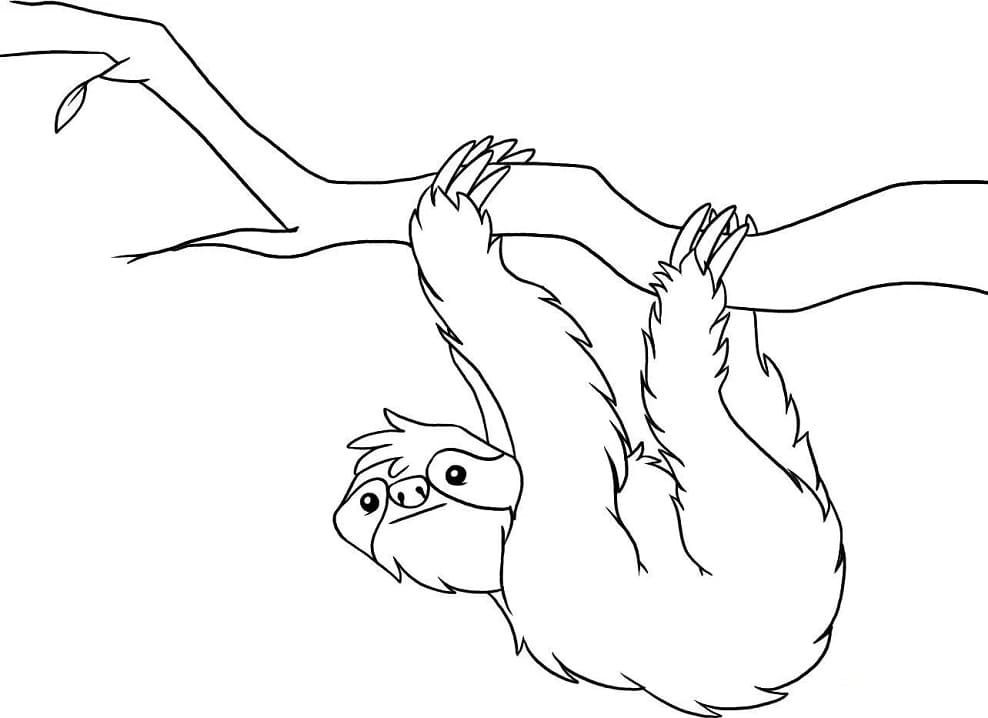 Раскраска дикий ленивец 3