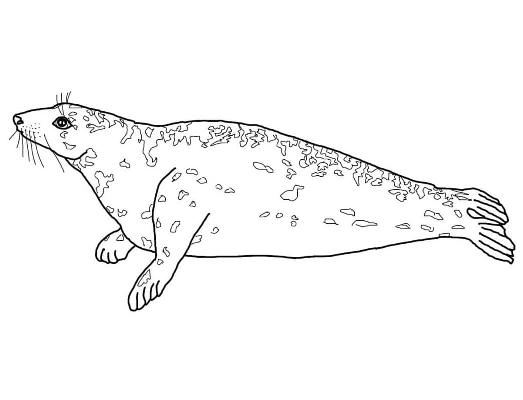 Раскраска Длинномордый тюлень