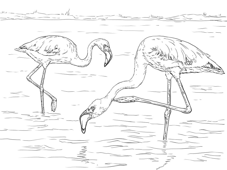Раскраска два фламинго 2