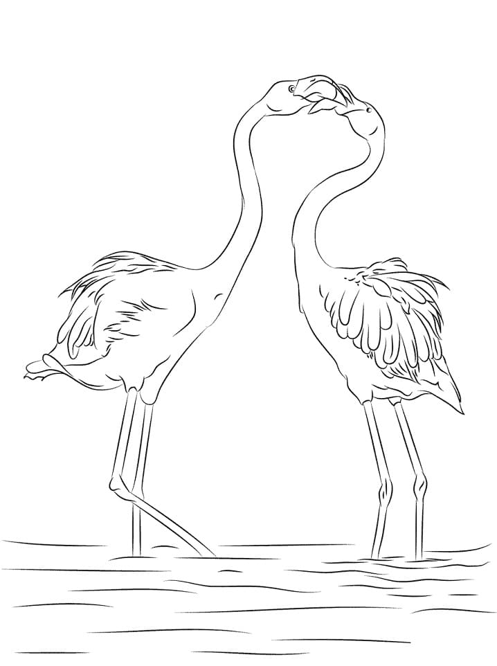 Раскраска два фламинго 4