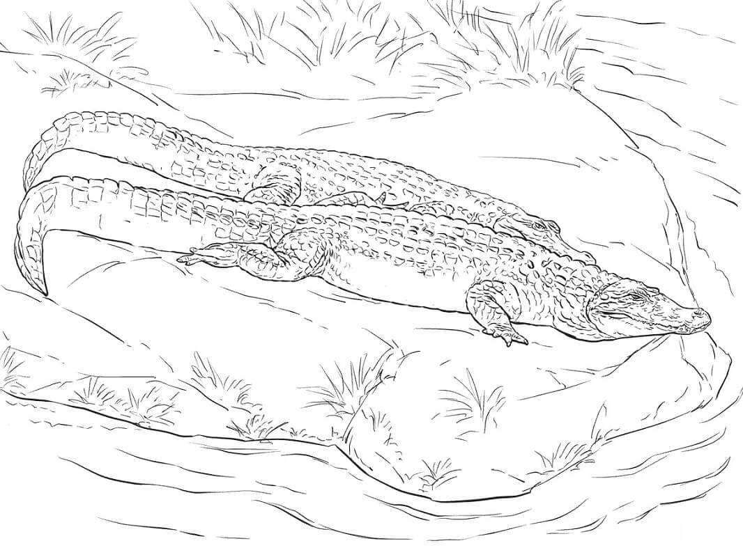 Раскраска двух крокодилов