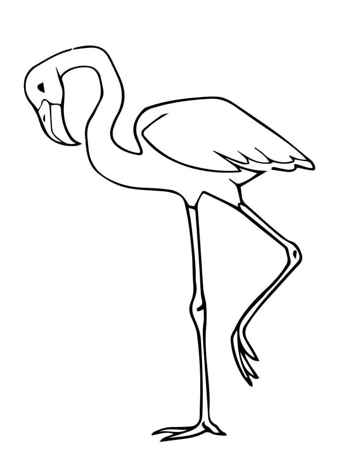Раскраска фламинго 5