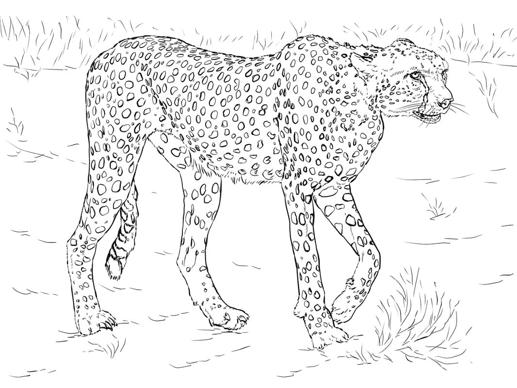 Раскраска гепард – Развивающие иллюстрации