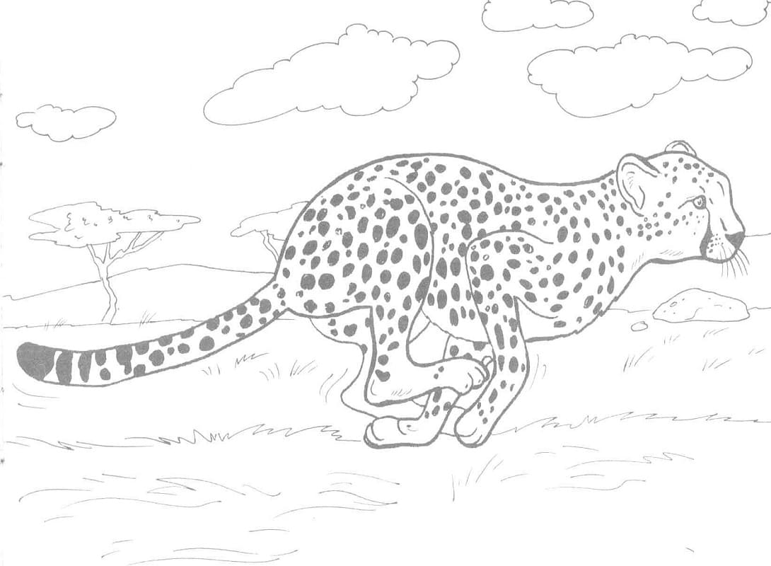 Раскраска гепард бежит