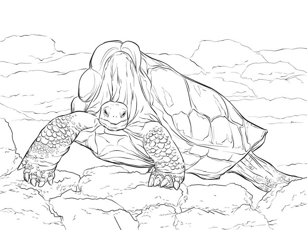 Раскраска гигантская черепаха