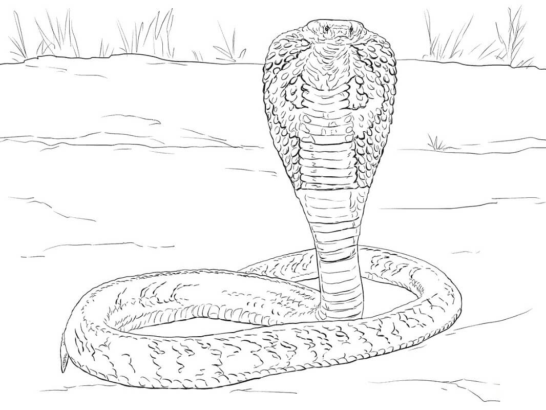 Раскраска индийская змея