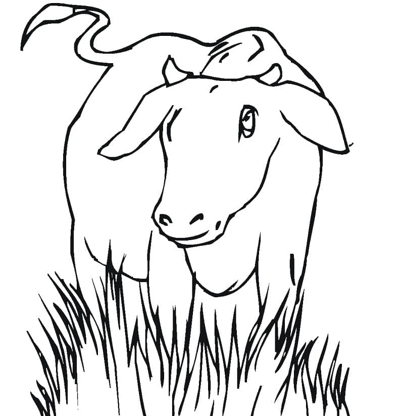 Раскраска Корова 1