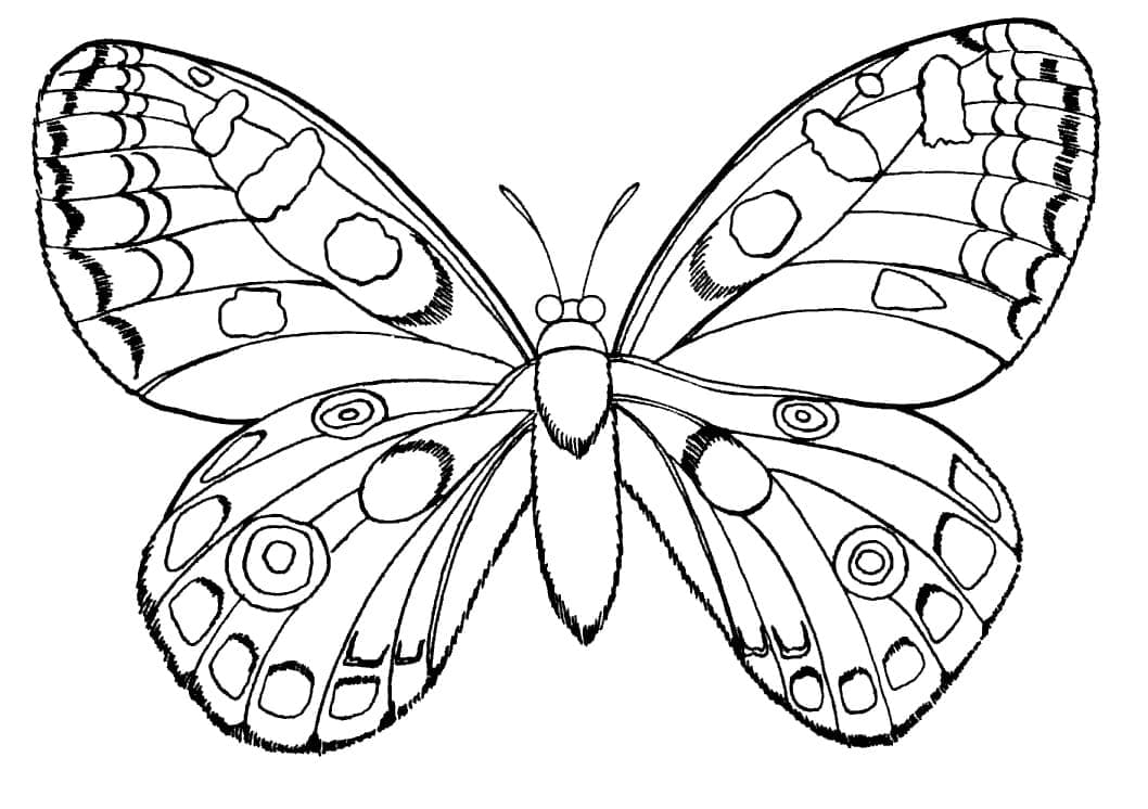Раскраска красивая бабочка 3