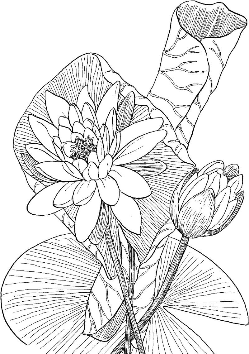 Раскраска красивая водяная лилия 3