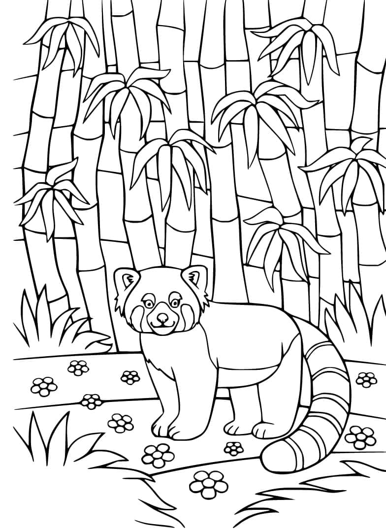 Раскраска Красная панда 11