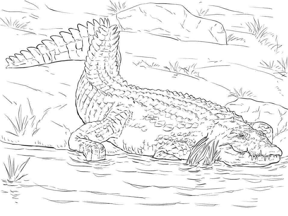 Раскраска Крокодил 13